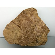 Platanus neptuni